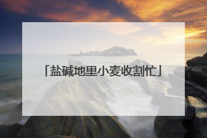 盐碱地里小麦收割忙