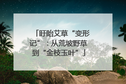 盱眙艾草“变形记”：从荒坡野草到“金枝玉叶”