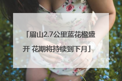 眉山2.7公里蓝花楹盛开 花期将持续到下月