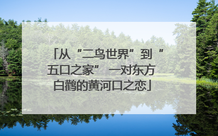 从“二鸟世界”到“五口之家” 一对东方白鹳的黄河口之恋