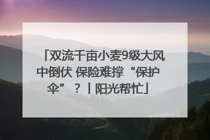 双流千亩小麦9级大风中倒伏 保险难撑“保护伞”？丨阳光帮忙