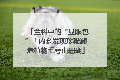 兰科中的“显眼包”！内乡发现珍稀濒危植物毛萼山珊瑚