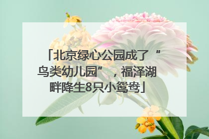 北京绿心公园成了“鸟类幼儿园”，福泽湖畔降生8只小鸳鸯