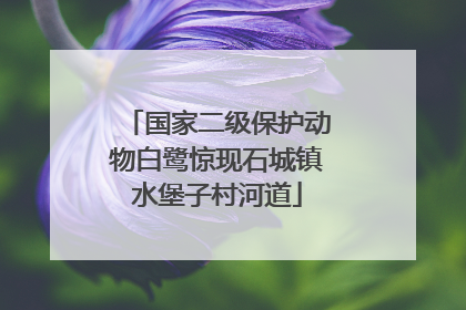 国家二级保护动物白鹭惊现石城镇水堡子村河道