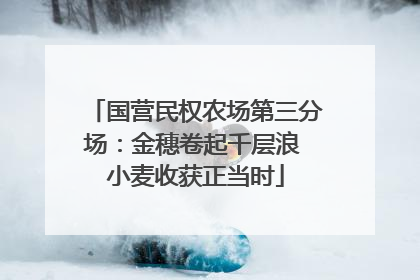 国营民权农场第三分场：金穗卷起千层浪 小麦收获正当时