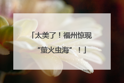 太美了！福州惊现“萤火虫海”！