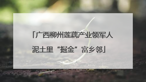 广西柳州莲藕产业领军人泥土里“掘金”富乡邻
