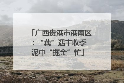 广西贵港市港南区：“藕”遇丰收季 泥中“掘金”忙
