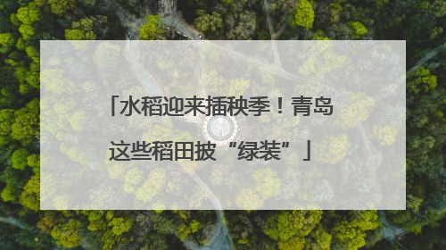 水稻迎来插秧季！青岛这些稻田披“绿装”