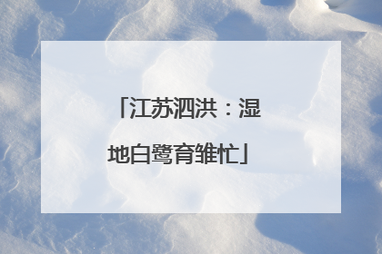 江苏泗洪：湿地白鹭育雏忙