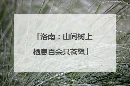 洛南：山间树上栖息百余只苍鹭