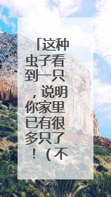 这种虫子看到一只，说明你家里已有很多只了！（不是蟑螂）