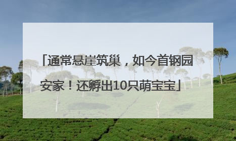 通常悬崖筑巢，如今首钢园安家！还孵出10只萌宝宝
