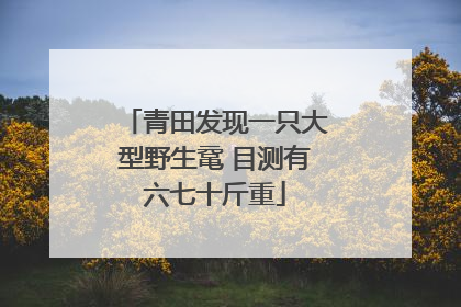 青田发现一只大型野生鼋 目测有六七十斤重