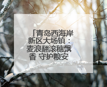 青岛西海岸新区大场镇：麦浪翻滚穗飘香 守护粮安好“丰景”