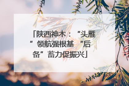 陕西神木：“头雁”领航强根基 “后备”蓄力促振兴