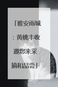 雅安雨城：黄桃丰收 邀您来采摘和品尝
