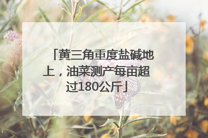 黄三角重度盐碱地上，油菜测产每亩超过180公斤